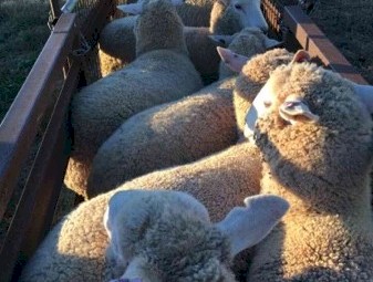 130 Future Breeder Ewe Lambs