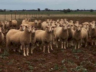 130 Future Breeder Ewe Lambs