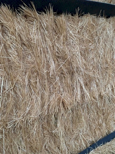 160 x Teff Straw 480kg 8x4x3 Bales | Farm Tender