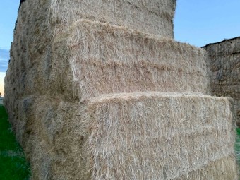 160 x Teff Straw 480kg 8x4x3 Bales