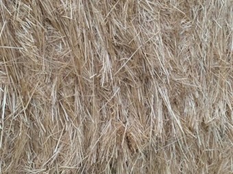 160 x Teff Straw 480kg 8x4x3 Bales