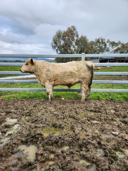 Registered Speckle Park Bulls