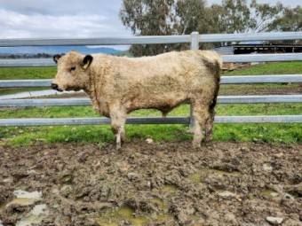 Registered Speckle Park Bulls