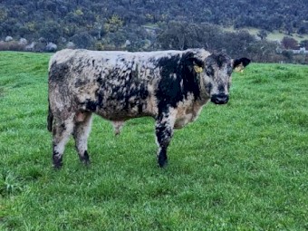 Registered Speckle Park Bulls