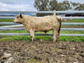 Registered Speckle Park Bulls