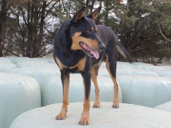 Krone Vario Round Baler