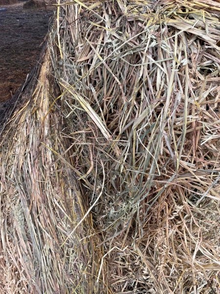 Oaten Hay Rolls New season