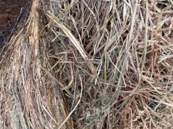 Oaten Hay Rolls New season