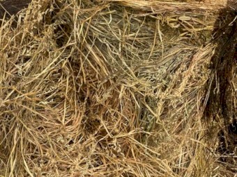 Oaten Hay Rolls New season