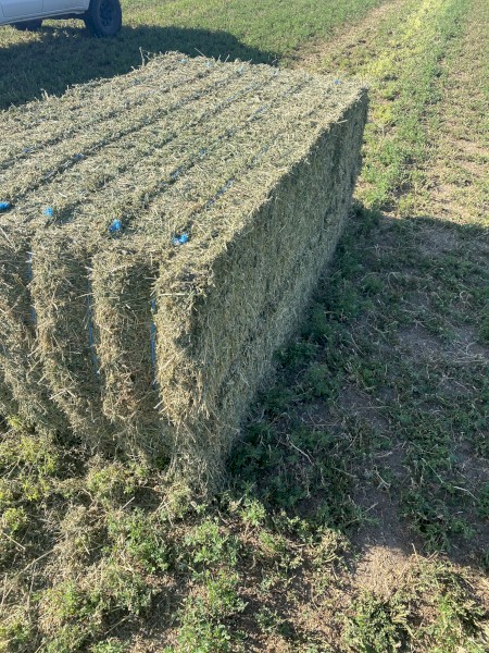36mt Lucerne Hay 620kg 8x4x3 Bales