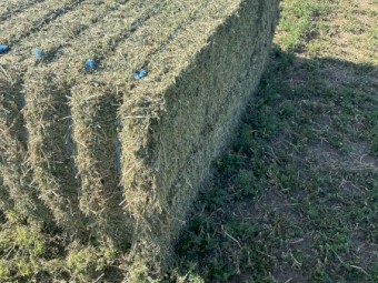 36mt Lucerne Hay 620kg 8x4x3 Bales
