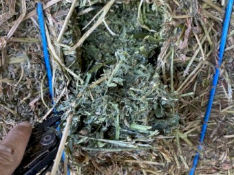 36mt Lucerne Hay 620kg 8x4x3 Bales