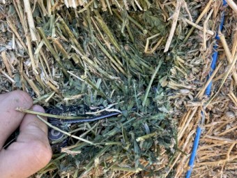 36mt Lucerne Hay 620kg 8x4x3 Bales