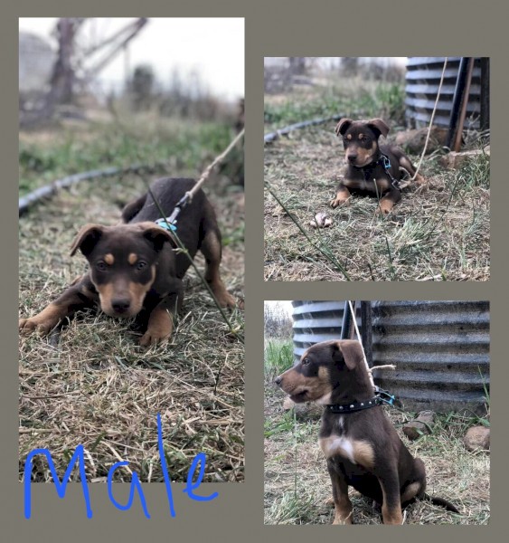 kelpie pups