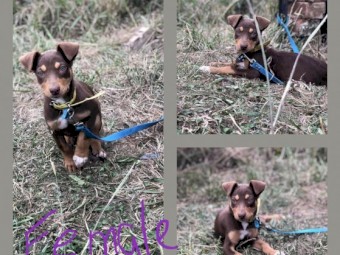 kelpie pups