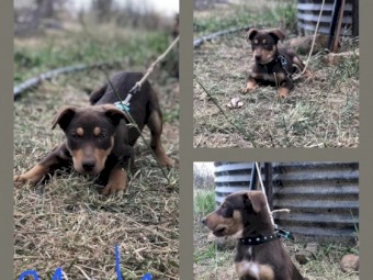kelpie pups