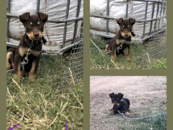kelpie pups