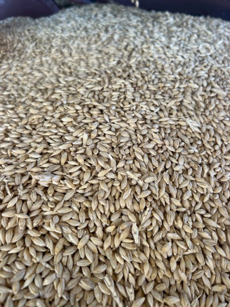 F1 Feed barley 150 tonne
