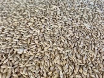 F1 Feed barley 150 tonne