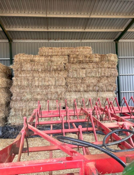 2000 x Rye Grass Small Square Bales