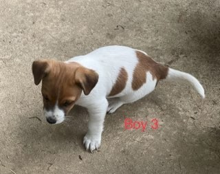 Purebred jack russell terriers 