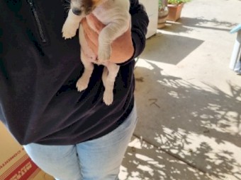 Purebred jack russell terriers 