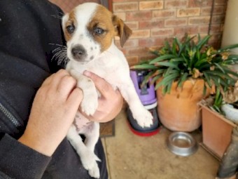 Purebred jack russell terriers 