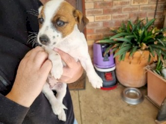 Purebred jack russell terriers 
