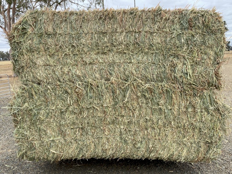 Beardless Wheaten Hay