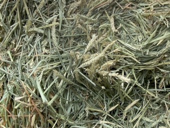 Beardless Wheaten Hay