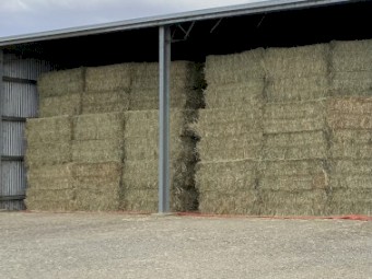 Beardless Wheaten Hay