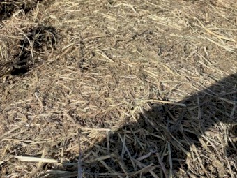 Vetch Hay - 168 rolls