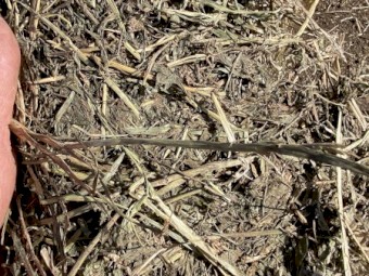 Vetch Hay - 168 rolls