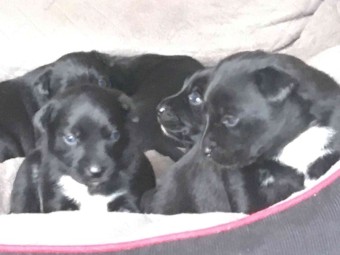 4 x Border Collie X Kelpie Pups