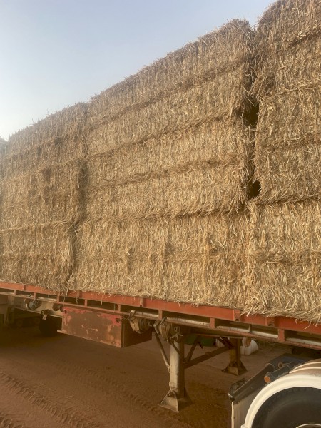 windrowed wheaten  straw