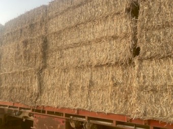 windrowed wheaten  straw