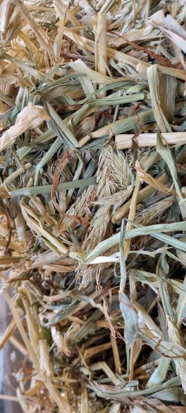 Awnless Barley Hay Small Square Bales