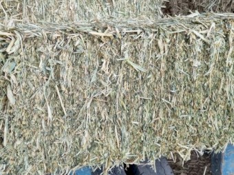 Awnless Barley Hay Small Square Bales