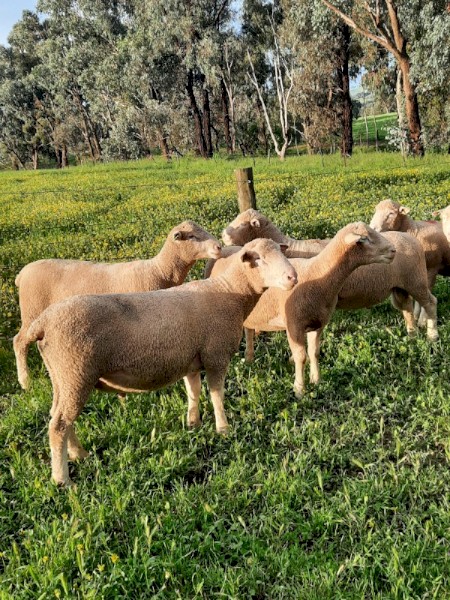 Poll Dorset Flock Rams