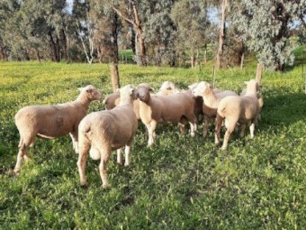 Poll Dorset Flock Rams