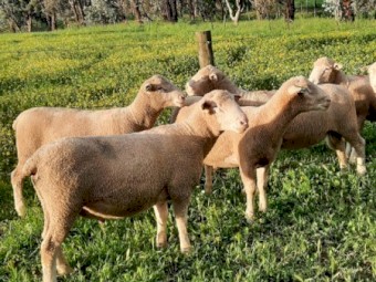 Poll Dorset Flock Rams