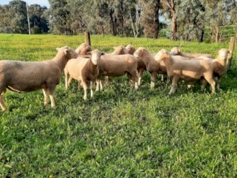 Poll Dorset Flock Rams