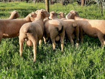 Poll Dorset Flock Rams