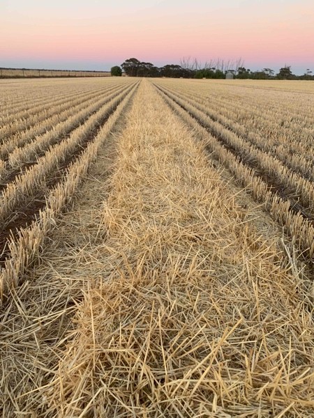 Barley Straw 550kg 8x4x3 Bales