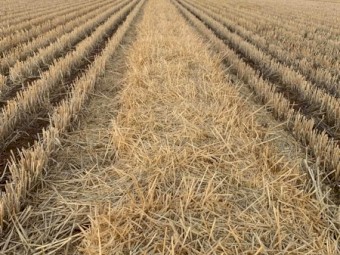 Barley Straw 550kg 8x4x3 Bales