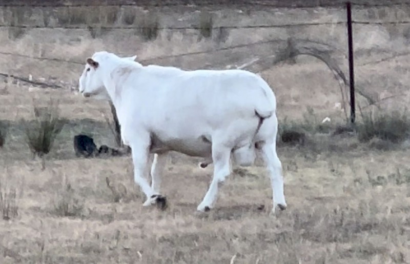 3 year old Australian White Ram. 