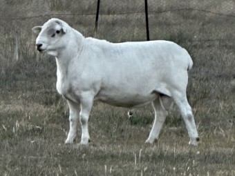 3 year old Australian White Ram. 