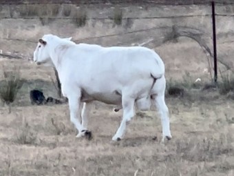 3 year old Australian White Ram. 