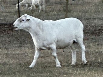 3 year old Australian White Ram. 