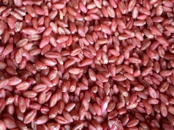 Wheat Seed